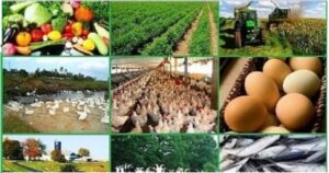 Agriculture Business  Mulay Business Development Consultancy